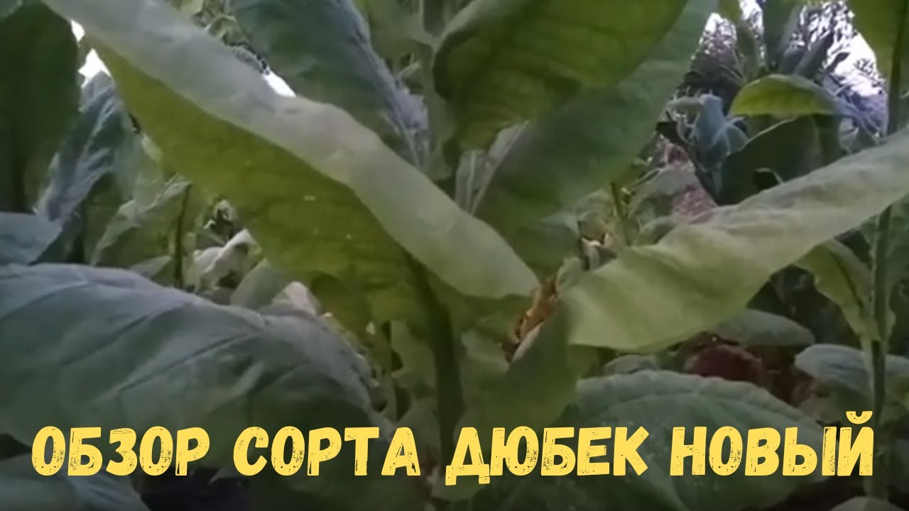 Обзор сорта Дюбек новый (Djubek new)
