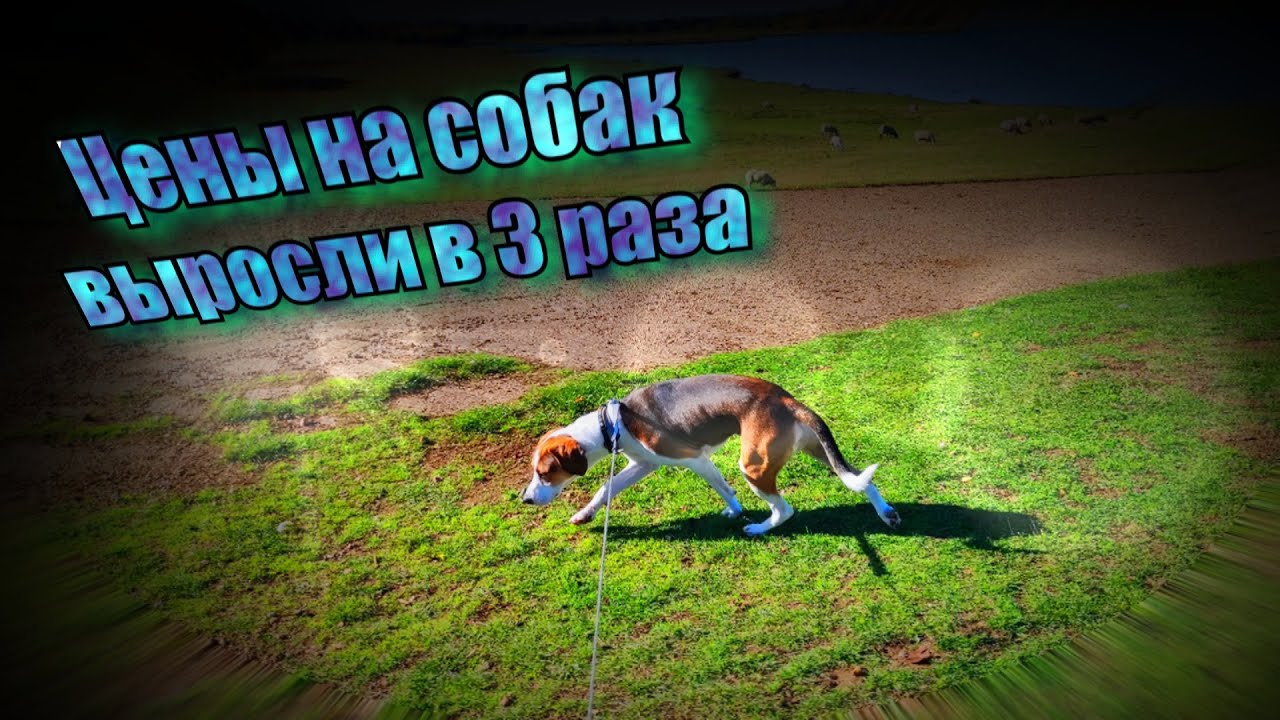 Сколько стоит содержать собаку в Англии