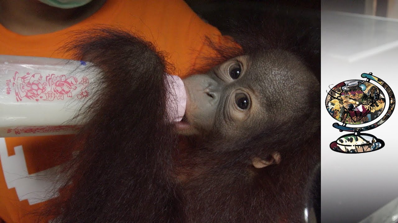Rehabilitating The Victims Of The Illegal Orangutan Trade