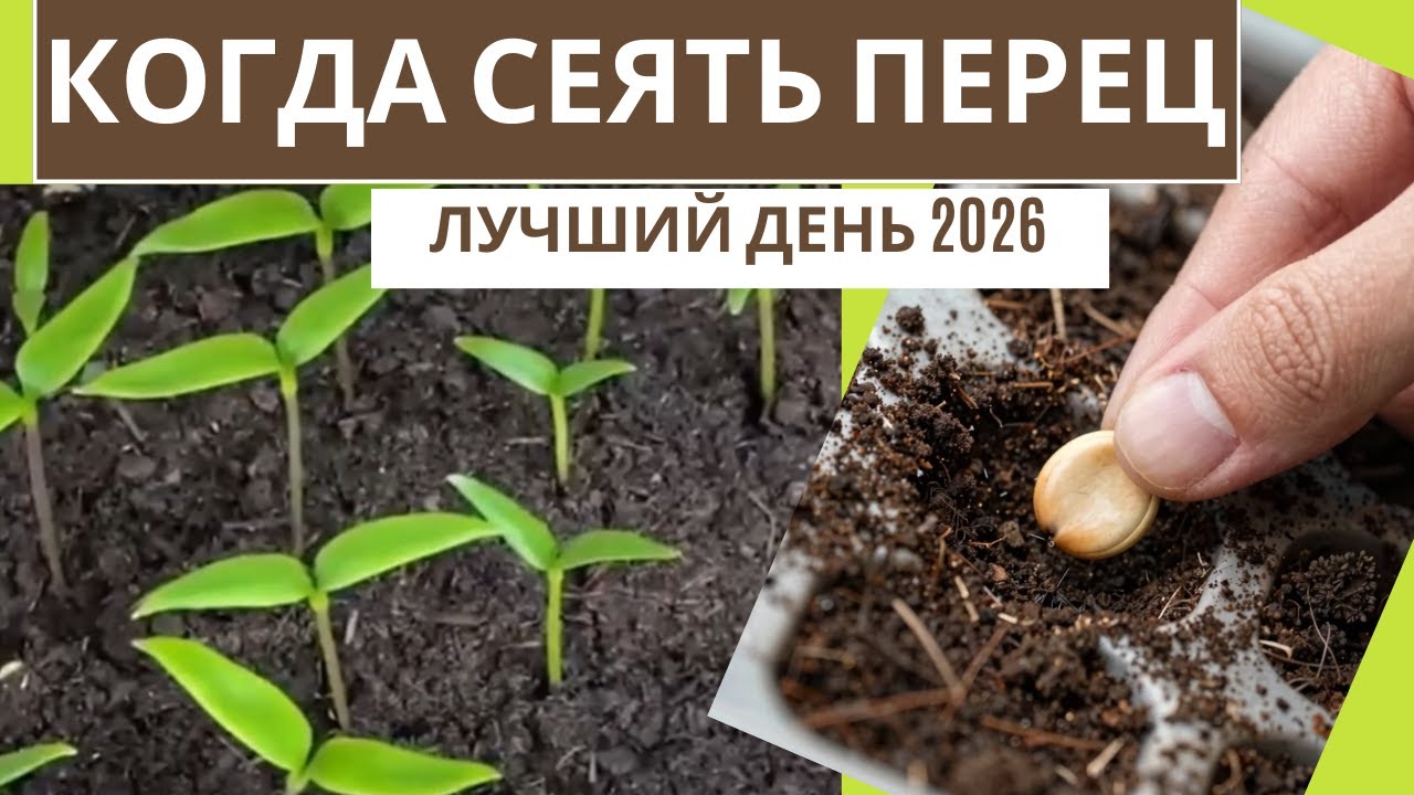 ЛУЧШИЙ ДЕНЬ ДЛЯ ПОСЕВА ПЕРЦА В ФЕВРАЛЕ 2026 | Точная формула + даты по регионам