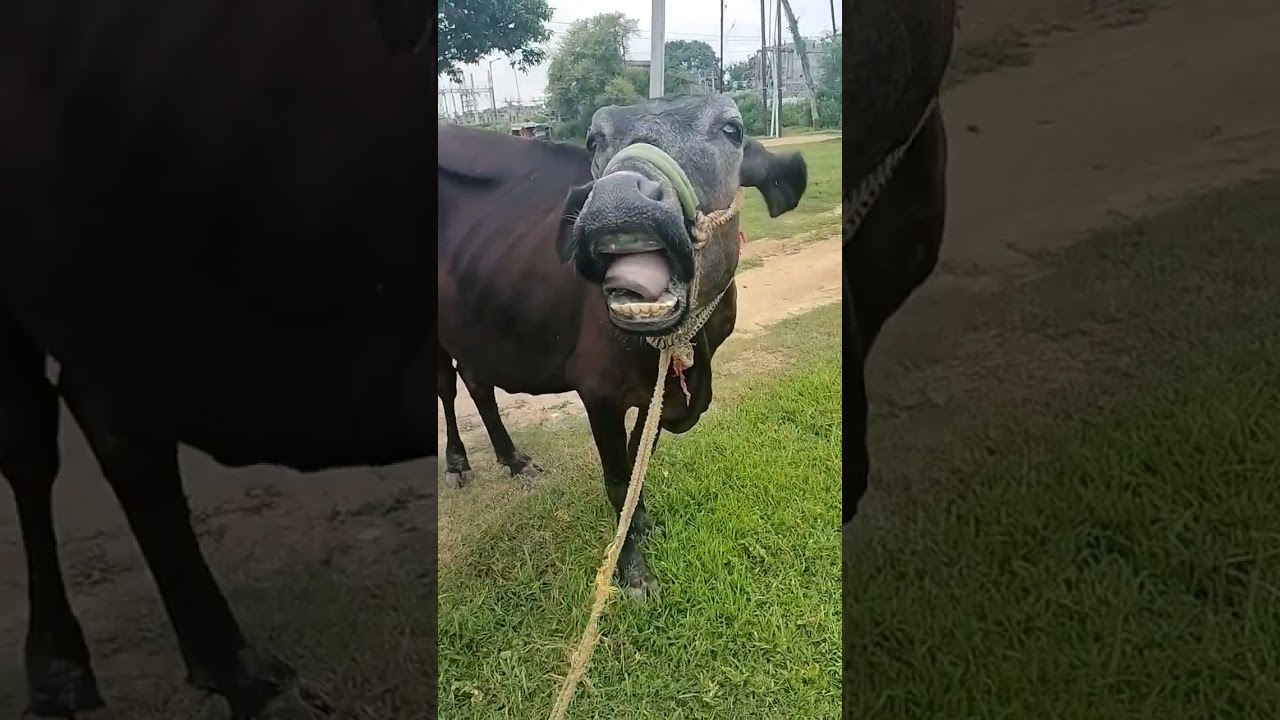 cow tung dance #cpw #animal #animals