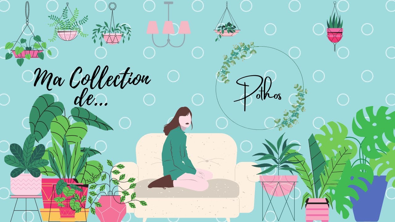 Ma Collection de .... - Pothos et Scindapsus #pothos #scindapsus