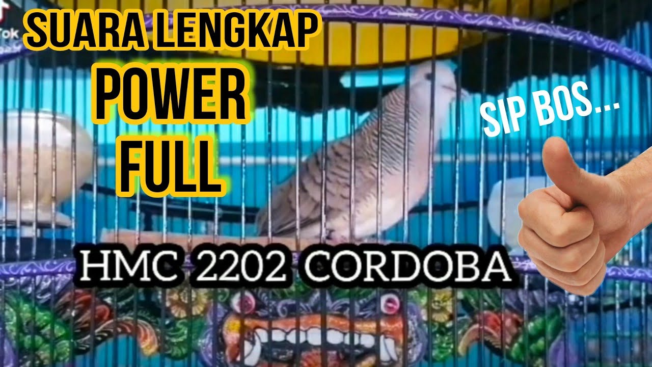 BEGINI CONTOH SUARA PERKUTUT BANGKOK YANG BAGUS UNTUK INDUKAN RING HMC BIRD FARM