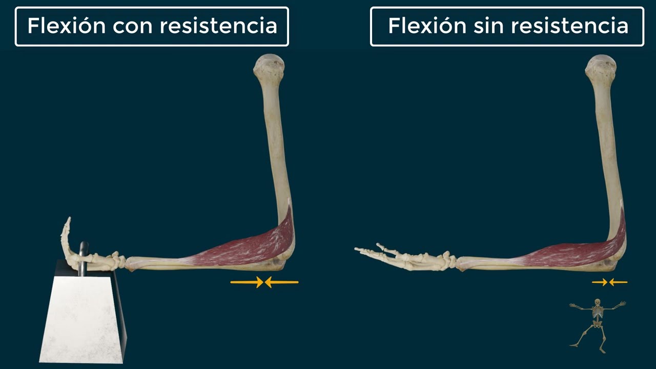 Braquiorradial. Origen, Inserción, Función e Inervación