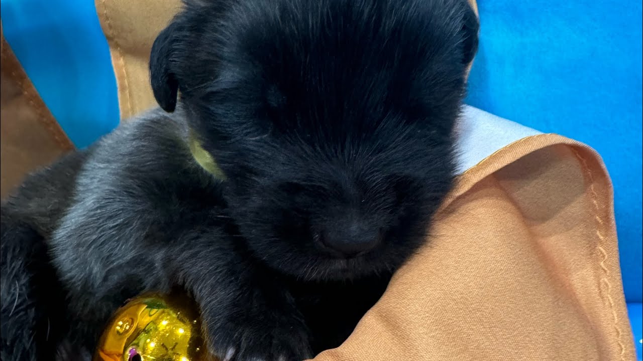 Leonberger puppies 🐶 1 week old 