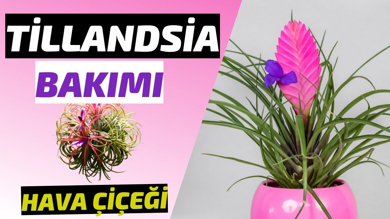 TİLLANDSİA BAKIMI🌷 // HAVA BİTKİSİ🍃