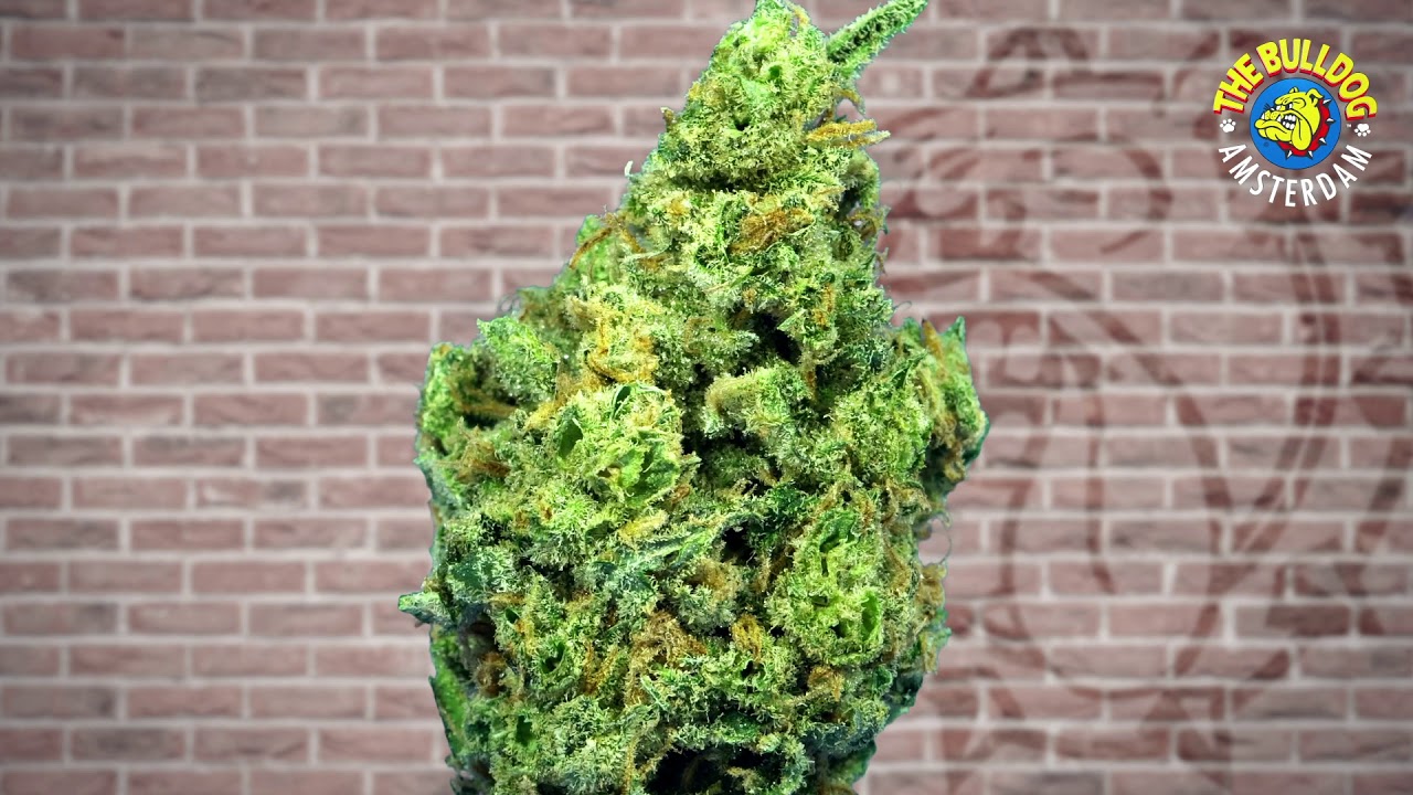 The Bulldog Super Silver Haze