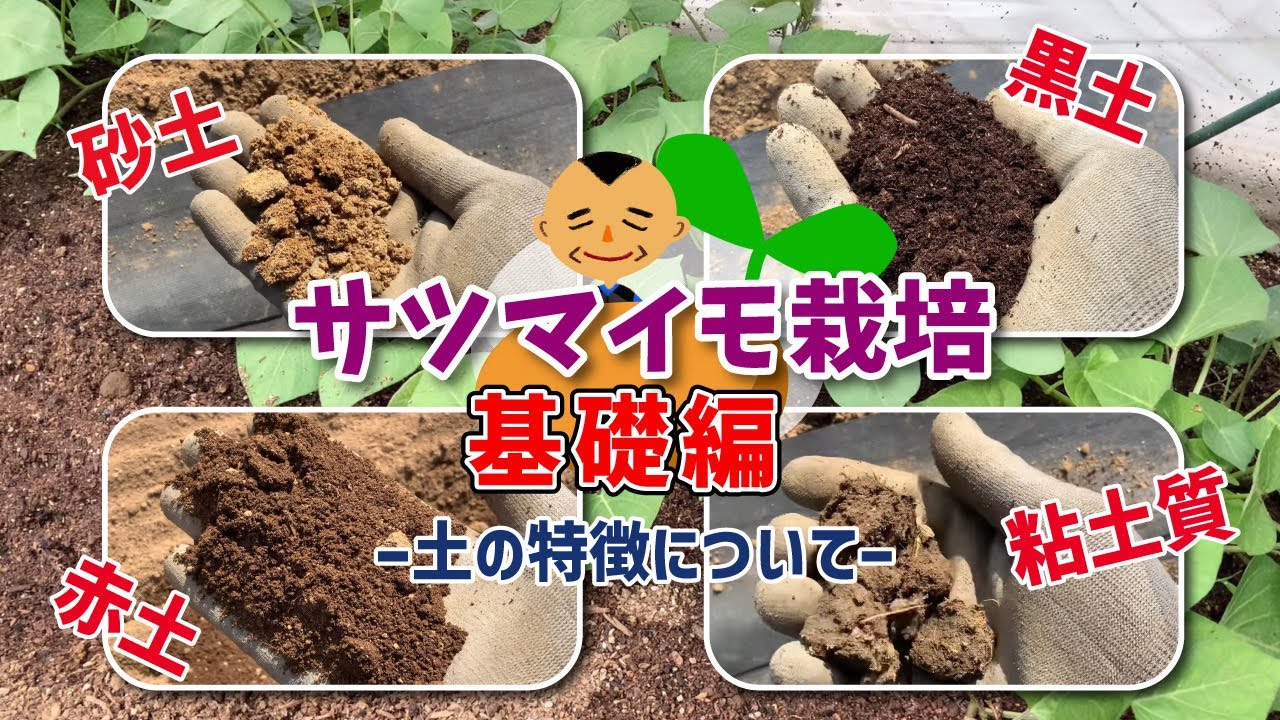 【土の特性を活かした！】良質なサツマイモをつくる上での準備作業　　タネのハシモト