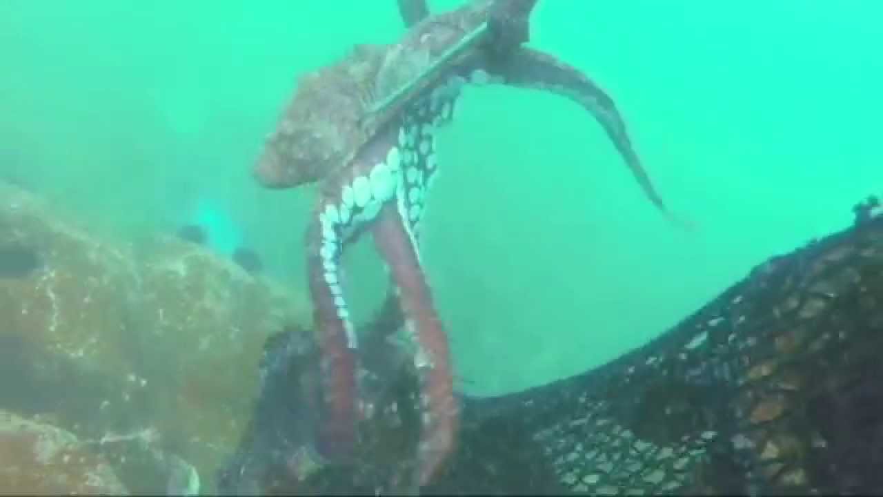 Buzo Recolector de pulpo
