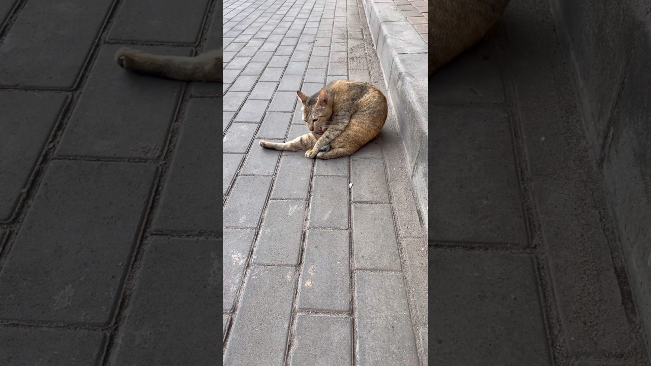 Cat Living In Pagoda #cat #adoreble #cuteanimal #shorts