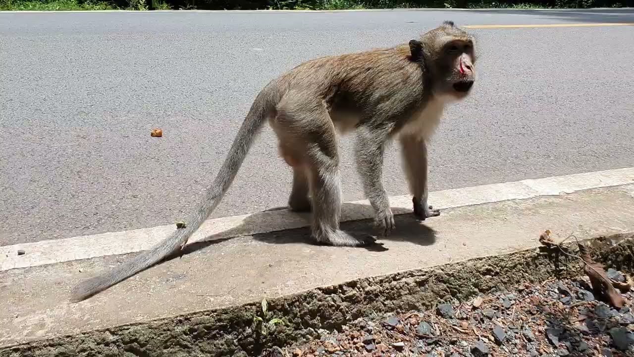 Wild monkey Mohanokor group got some food - Wild Animal009