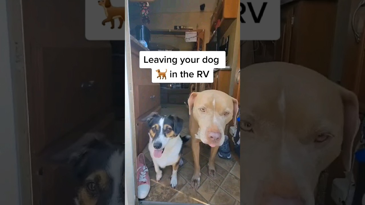 Leaving your dog alone  #dogcare #travelingwithdogs #rvingwithdogs #shorts #rvingwithdogs