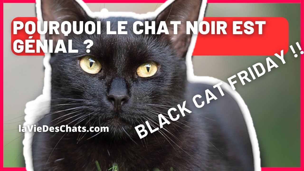 POURQUOI LE CHAT NOIR EST GÉNIAL ? Black cat friday
