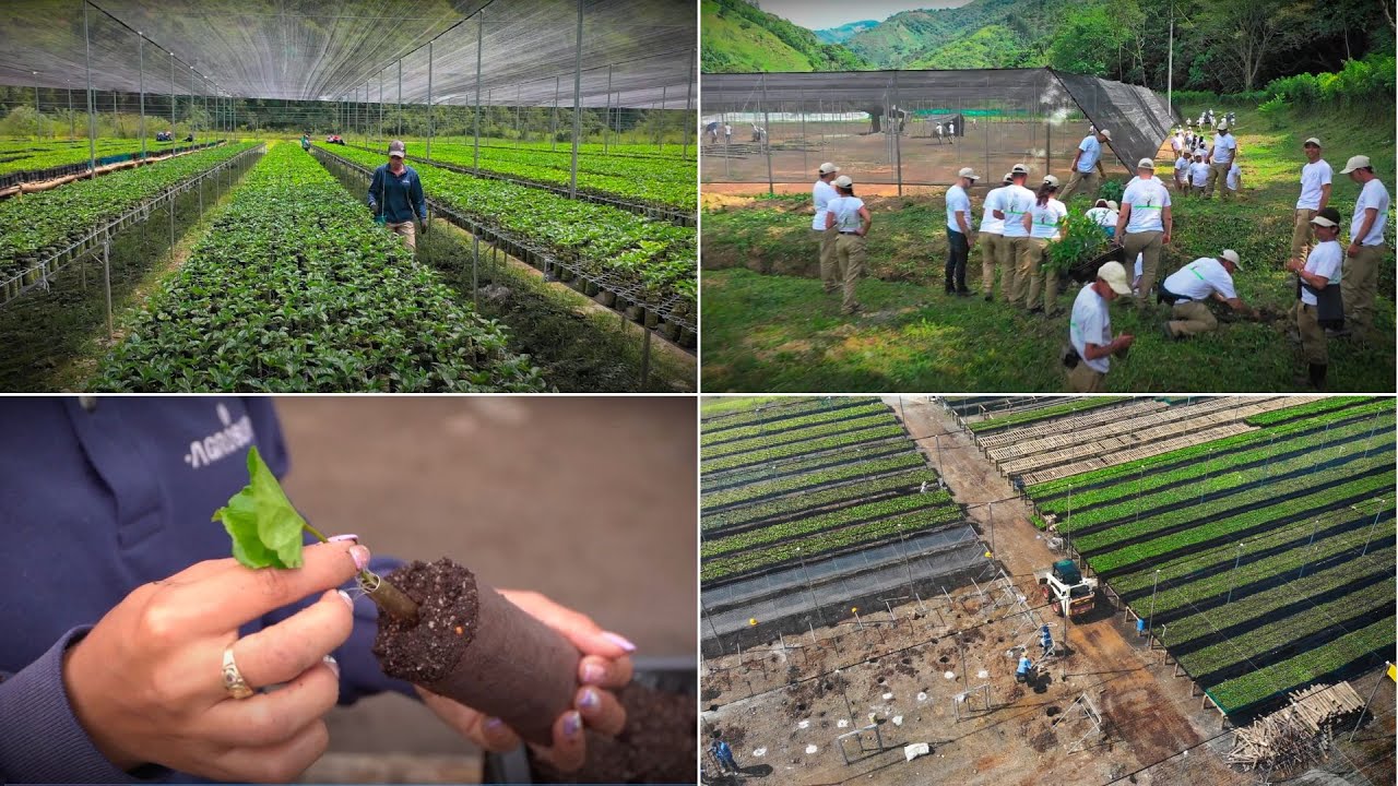GCC's Coffee Tree Nursery: First of Its Kind and The Beginning of Our Story