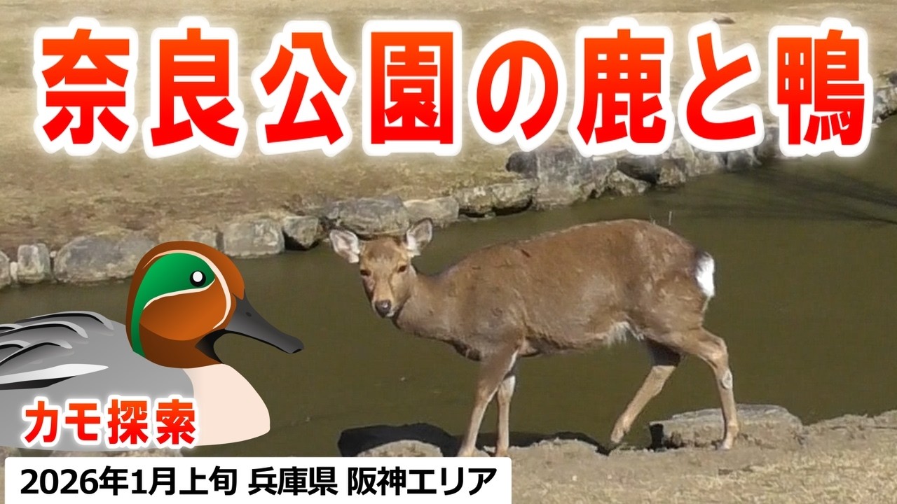 2026年2月下旬 カモ探索 in 奈良公園他【奈良公園周辺・ウワナベ古墳周辺】（カルガモ、マガモ、コガモ、ヒドリガモ、オカヨシガモ、マルガモ、ハシビロガモ、トモエガモ、鹿、ウワナベ古墳、コナベ古墳、