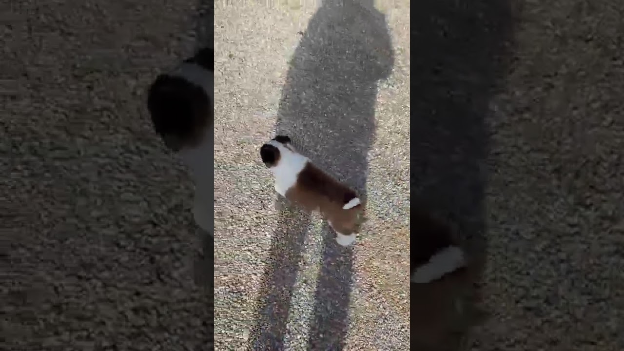 CON I MIEI CANI DA GUARDIA, moltissime famiglie italiane hanno cresciuto i loro figli e  nipoti!