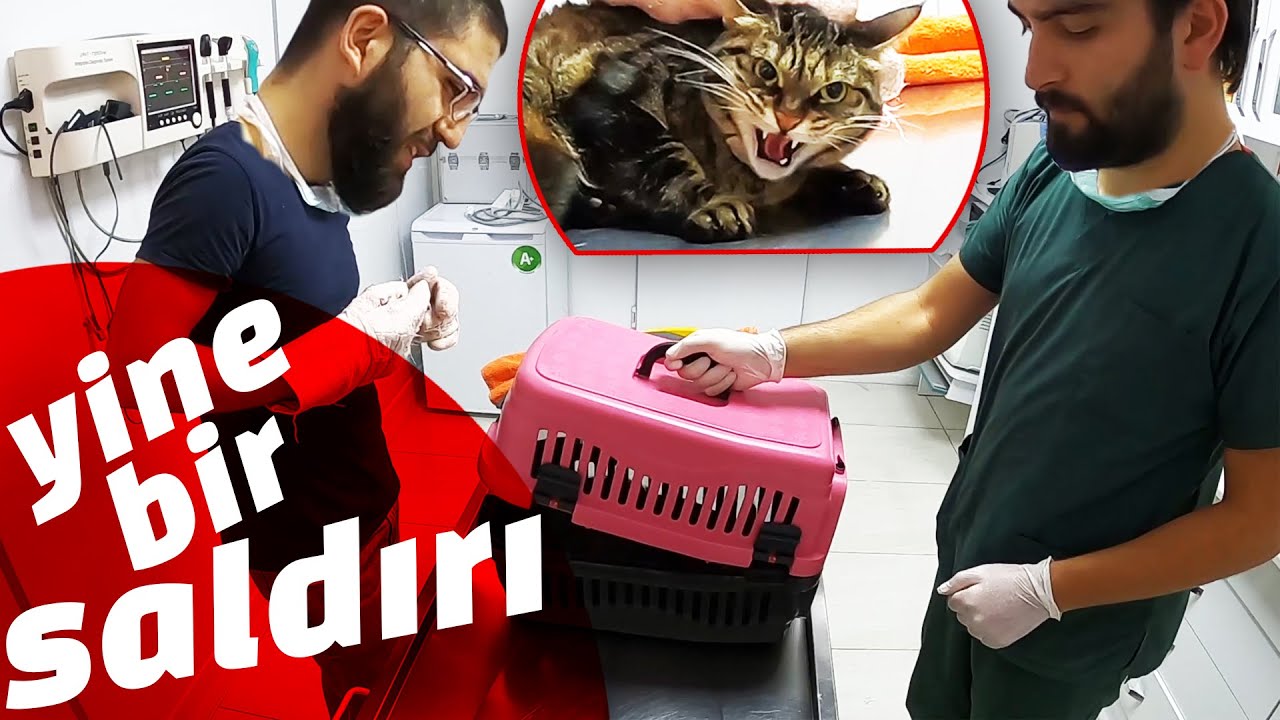 ZİLLİ BİZİ BİÇECEKTİ 😵 Terleten Hırçın Kedi Nasıl Tutulur? 😅