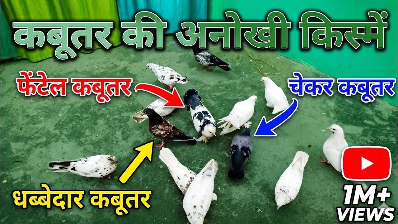 कबूतरों की बाजी की तैयारी कैसे करें? | देखिए सबसे ऊंची उड़ान वाले कबूतर