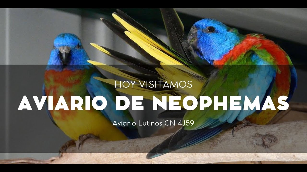 Hoy visitamos: Aviario de Neophemas