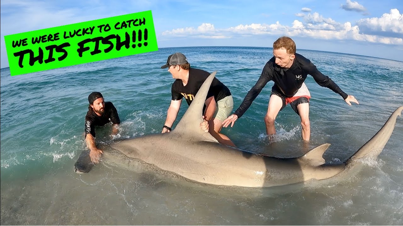 TEENER!!! | Land Based Shark Fishing!
