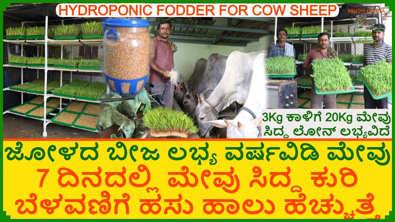 ವರ್ಷವಿಡಿ ಮೇವು 7 ದಿನದಲ್ಲಿ ಮೇವು ಸಿದ್ದ ಕುರಿ ಬೆಳವಣಿಗೆ ಹಸು ಹಾಲು ಹೆಚ್ಚುತ್ತೆ ಜೋಳದ ಬೀಜ ಲಭ್ಯ Hydroponic Foder