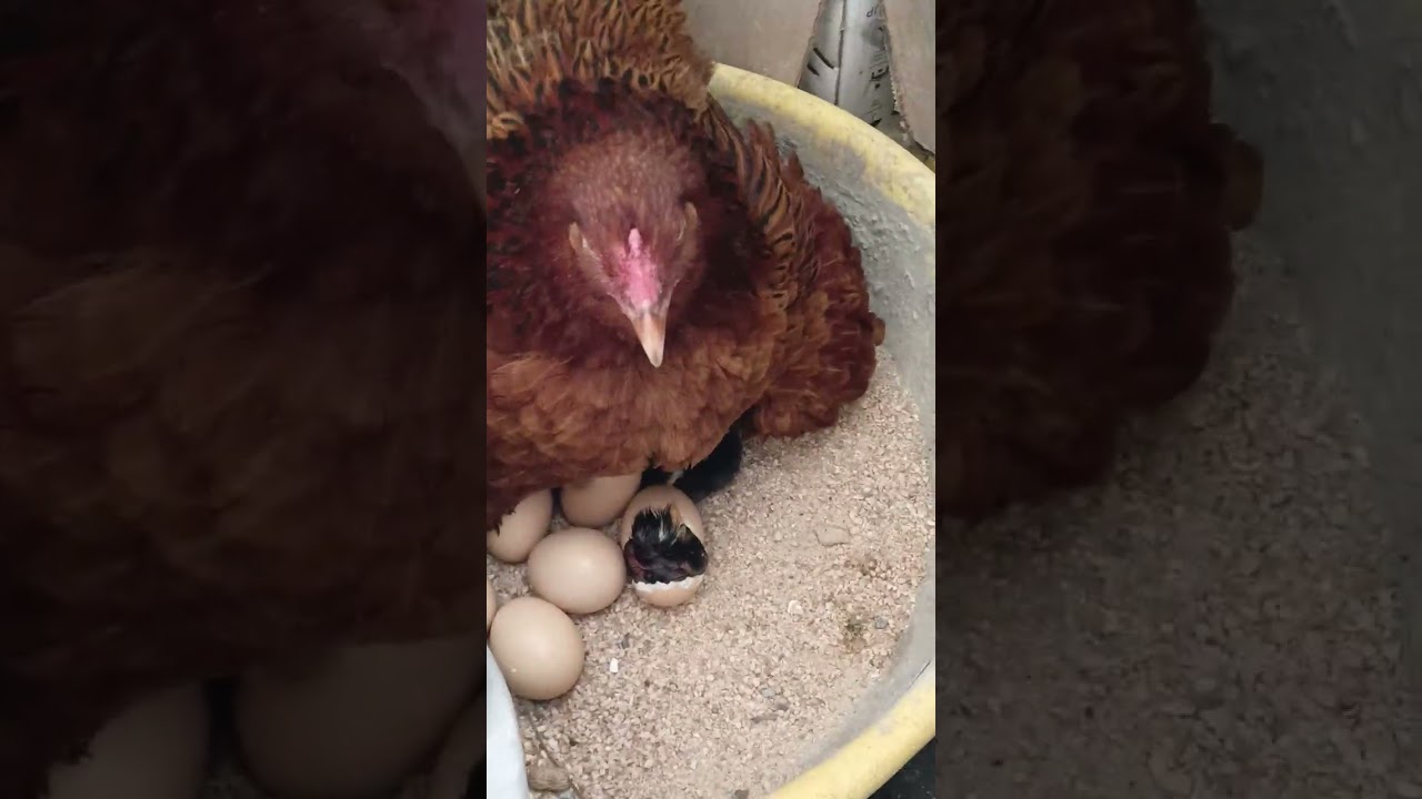 Chick outof eggshell, Hatched chick today 😍  