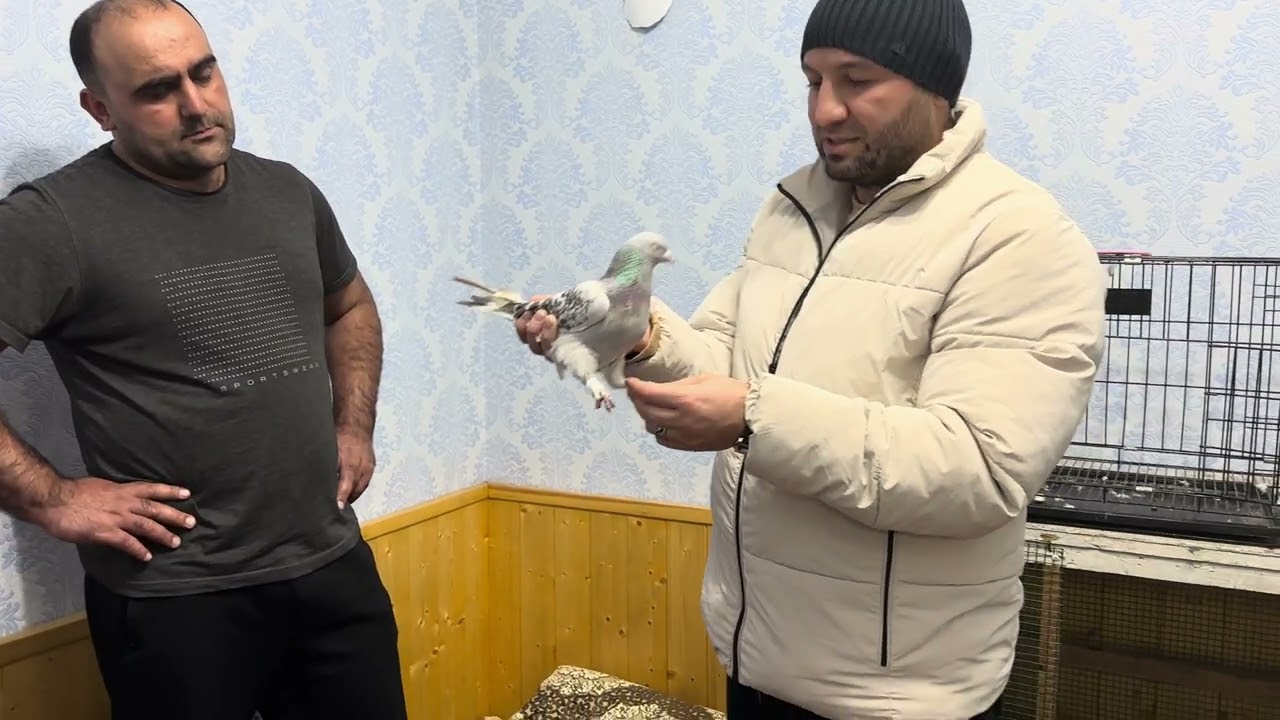Подбор пар по мастям турецкие голуби Бехруза 🕊️🌍💥в городе Душанбе.