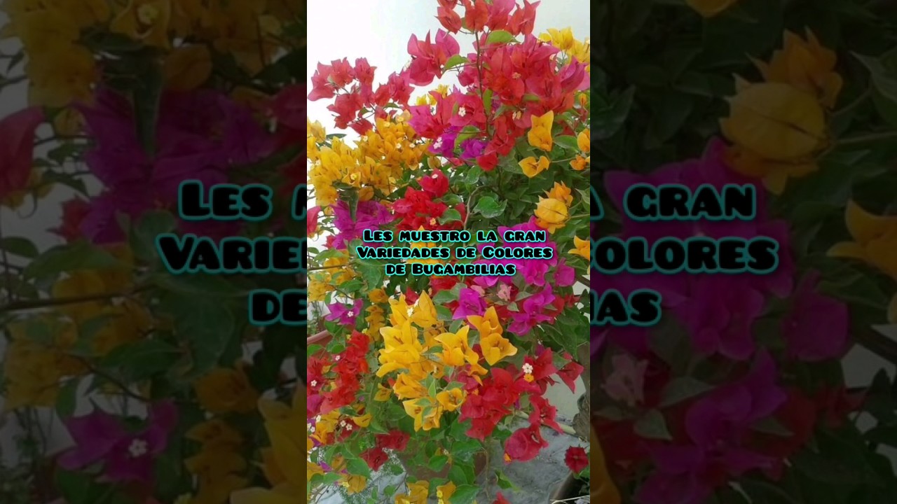 Bugambilia(veranera, trinitaria, buganvilla)🌸🌼🪻 #bugambilia #veraneras #flores #plantas