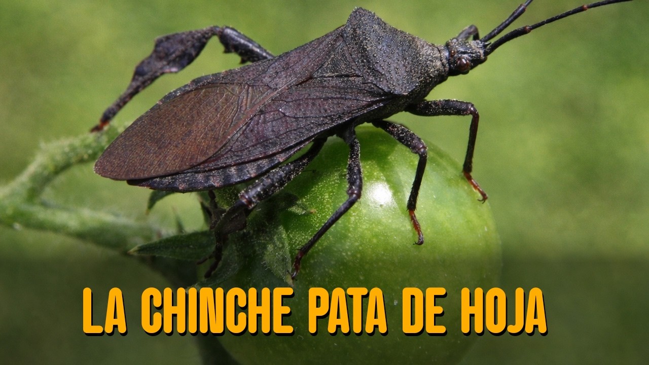 LA HUERTA DE PIPO - Adiós a la Chinche de Pata de Hoja: como eliminarlas sin químicos 🌿