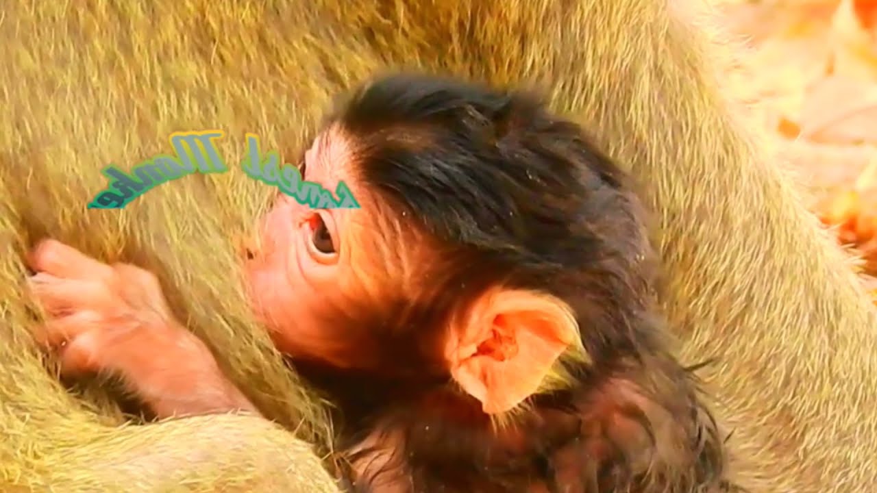 Welcome newly monkey for a new world, the baby monkey look so cute