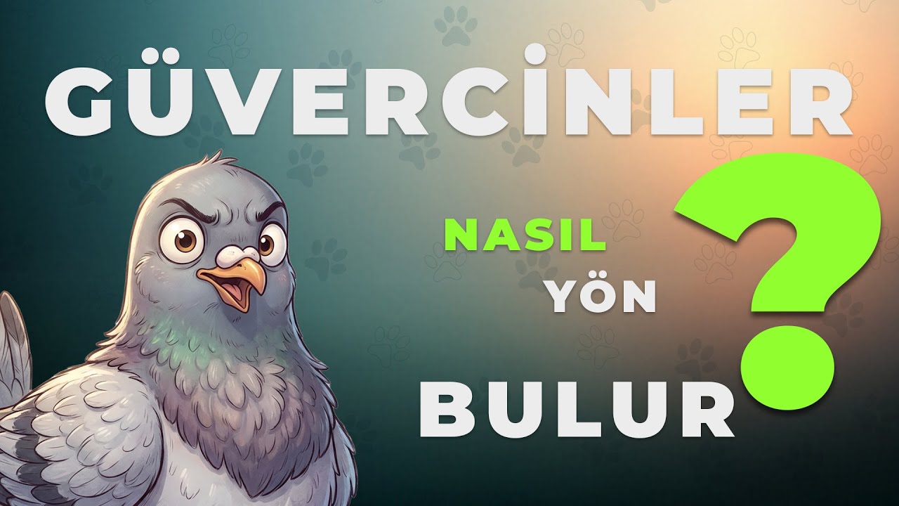 Güvercinler Nasıl Yön Bulur