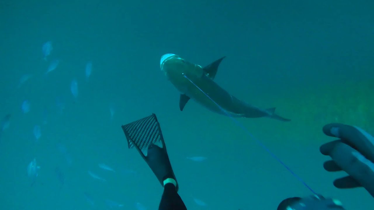 Spearfishing Cobia Cajun Style