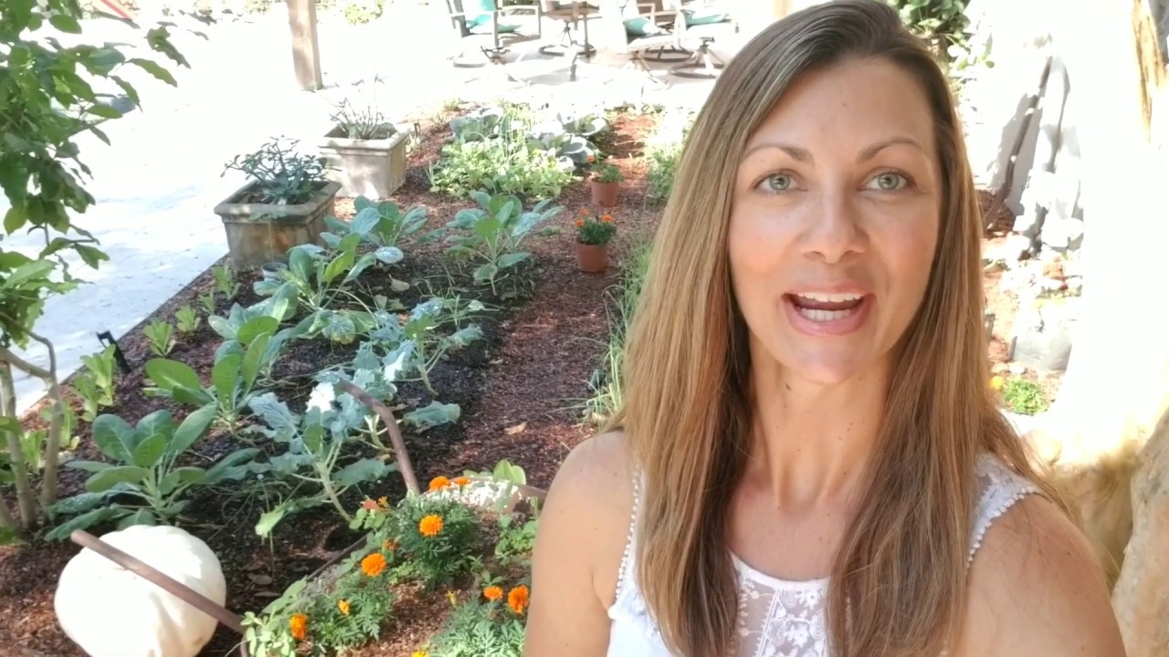Florida Zone 9 Fall Garden Tour | 2019 | Episode 3