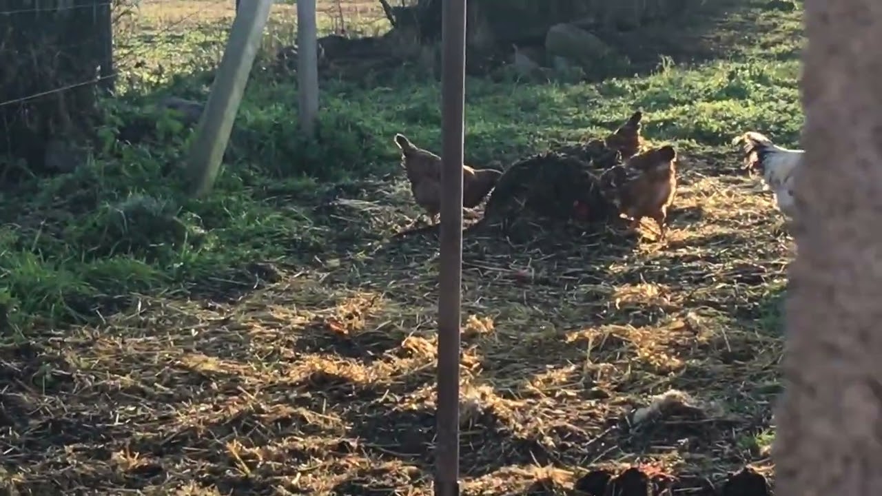 Kinek jó a szabadtartás?A baromfinak,a kertnek és nekünk!!!
