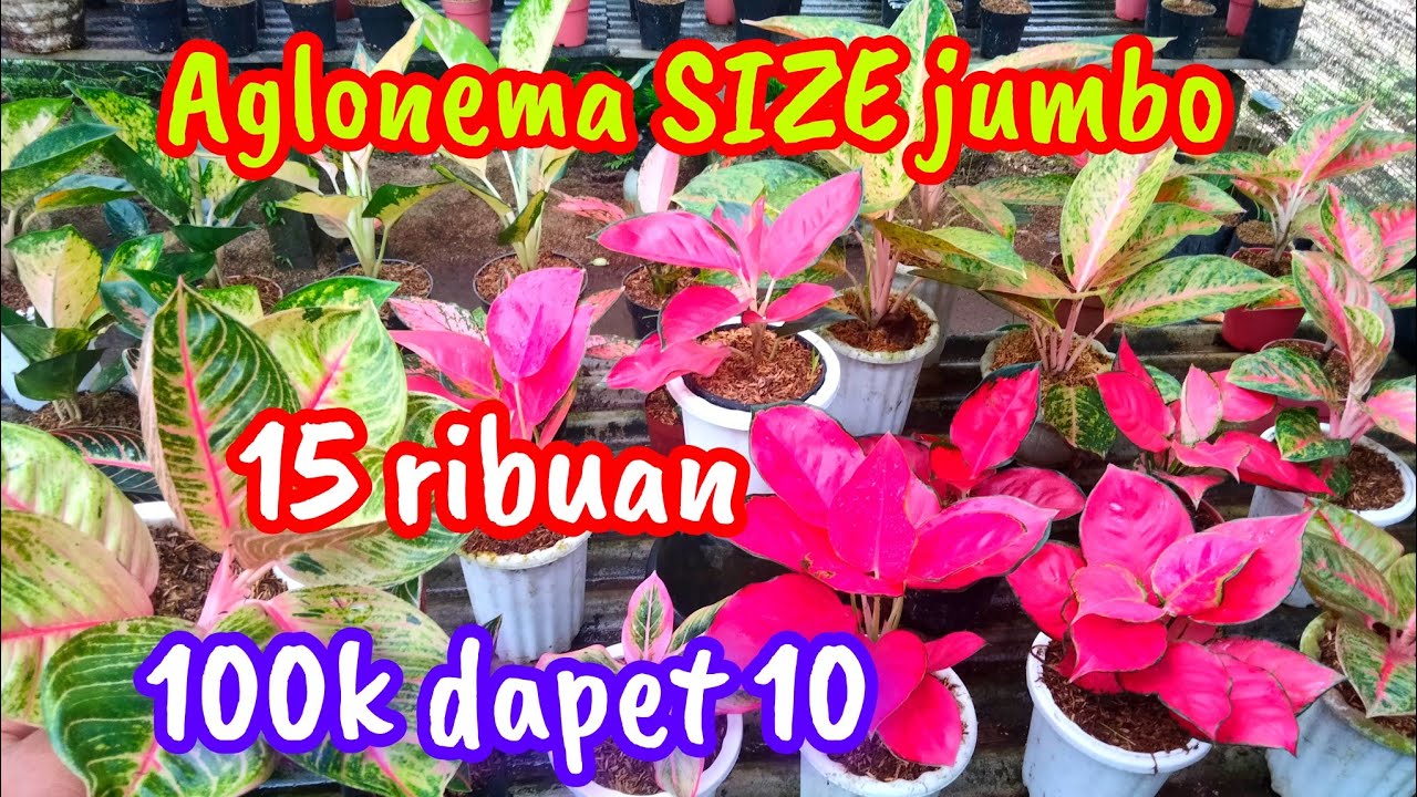 AGLONEMA JUMBO JUMBO SIAP PAJANG HARGA MURAH POLL
