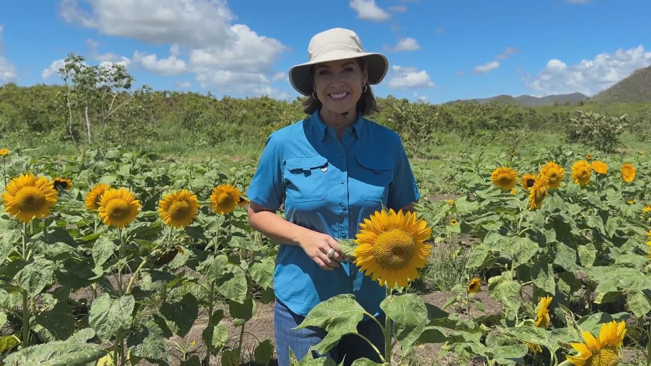 Finca el Girasol: un mar amarillo en el corazón de Guánica