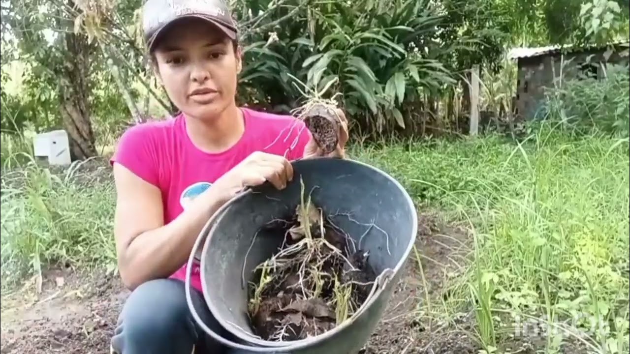 Plantio do inhame ( cará ) fácil 