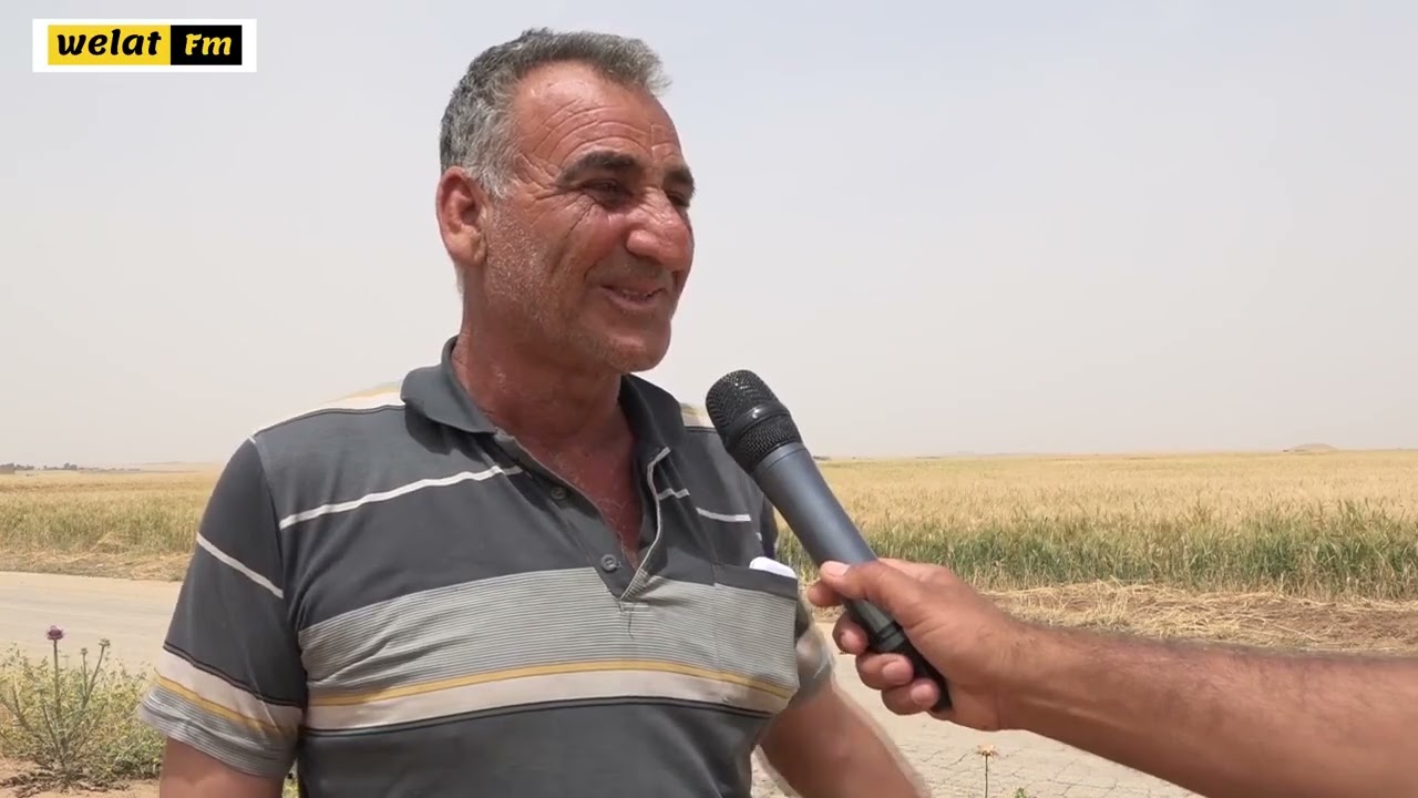 #سوريا #روجآفا #ريف_عامودا : حصاد #الشعير وشكاوي من ضعف #الانتاجLi #rojava çinîna ceh destpêkir