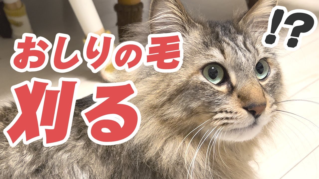 うんちがおしりについていた長毛種の毛をバリカンで刈ります。