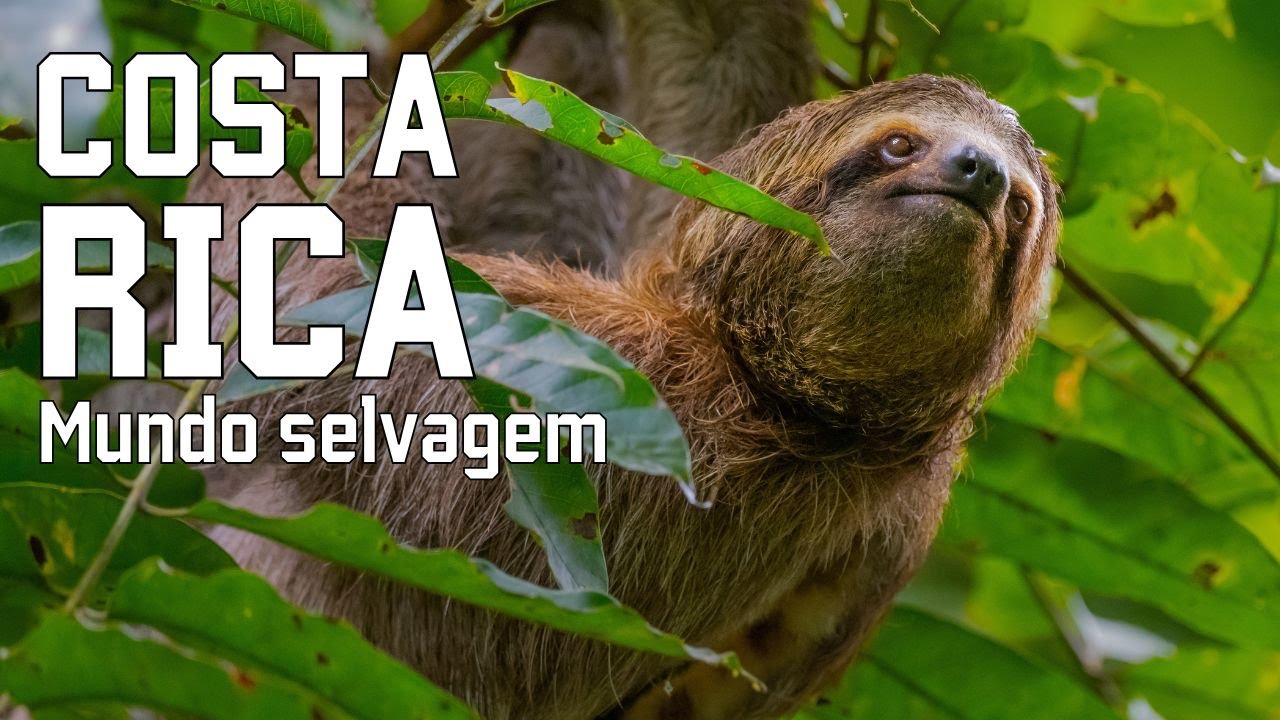 COSTA RICA SELVAGEM | Criaturas estranhas e florestas inexploradas