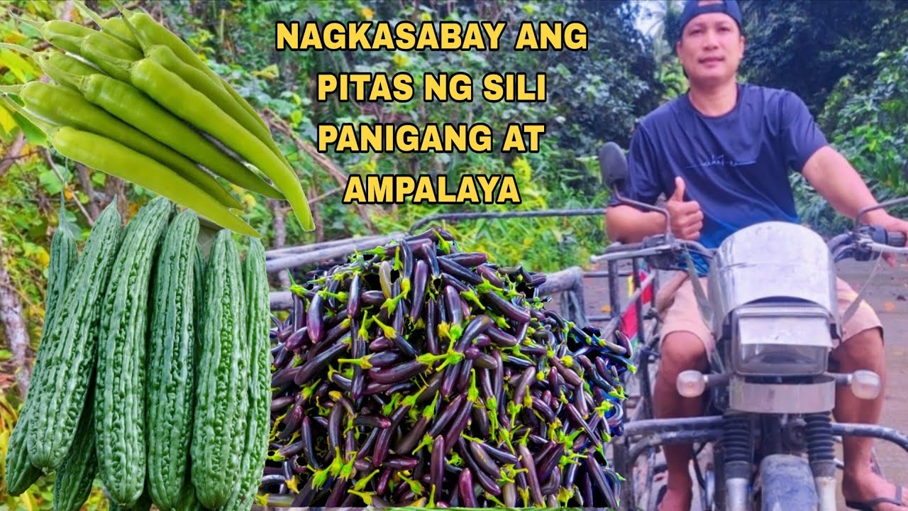 PAGTITINDA NG HARVEST NA GULAY SA BUKID SA MGA KABARANGAY ANG DAMING BUMILI