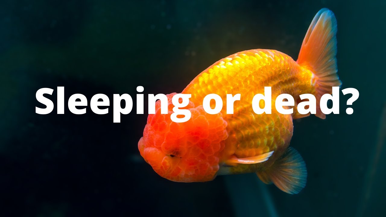How to tell if goldfish is sleeping or dead?