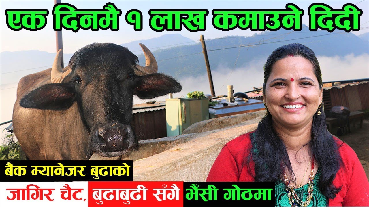 ‘बैंक म्यानेजर बुढालाई पनि भैँसी गोठमै ल्याएँ’ पुनम भन्छिन्, ‘अहिले सँगै काम गर्छम्’ │Nepal Chitra