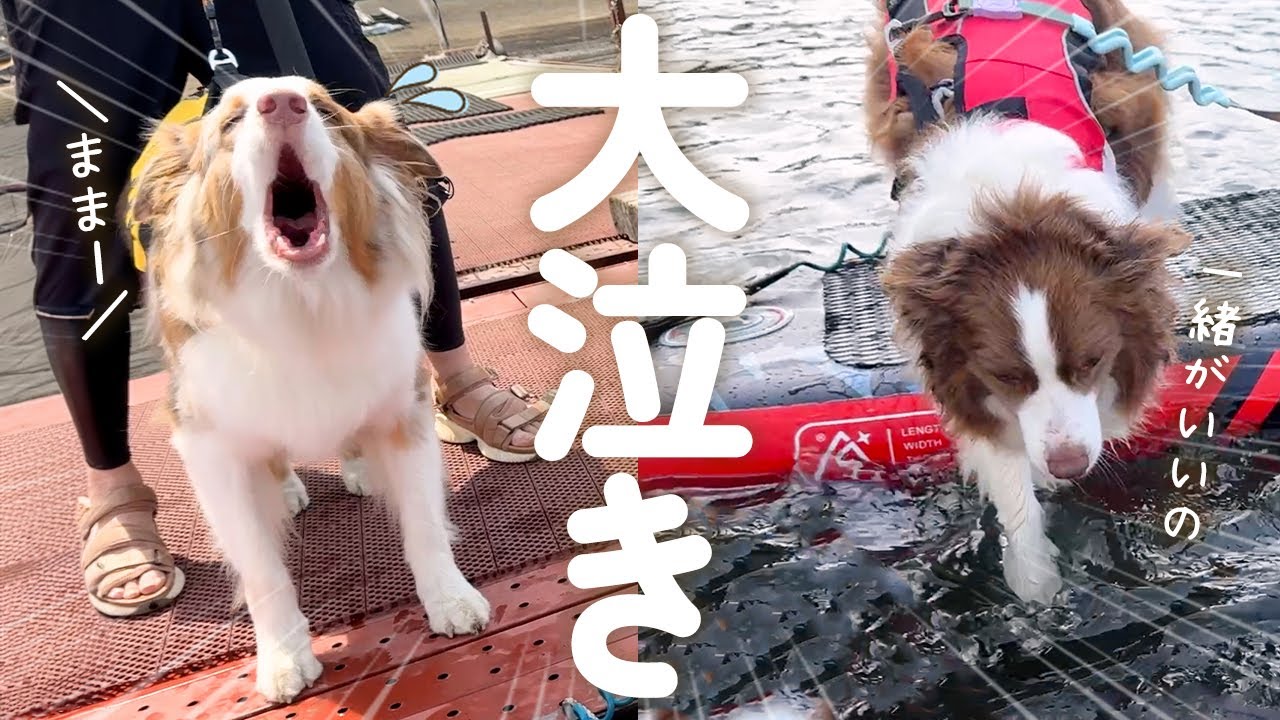 はじめてSUPしたらママと離れたくない犬達が大泣きしてしまいました💦【ボーダーコリー・オーストラリアンシェパード】