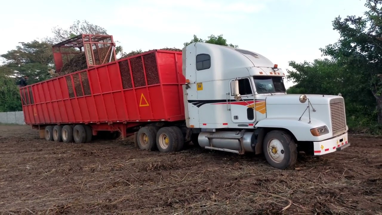CORTA DE CAÑA DE AZÚCAR.. SAN MIGUEL EL SALVADOR 🇸🇻 LUNES 5 DE DICIEMBRE 2022