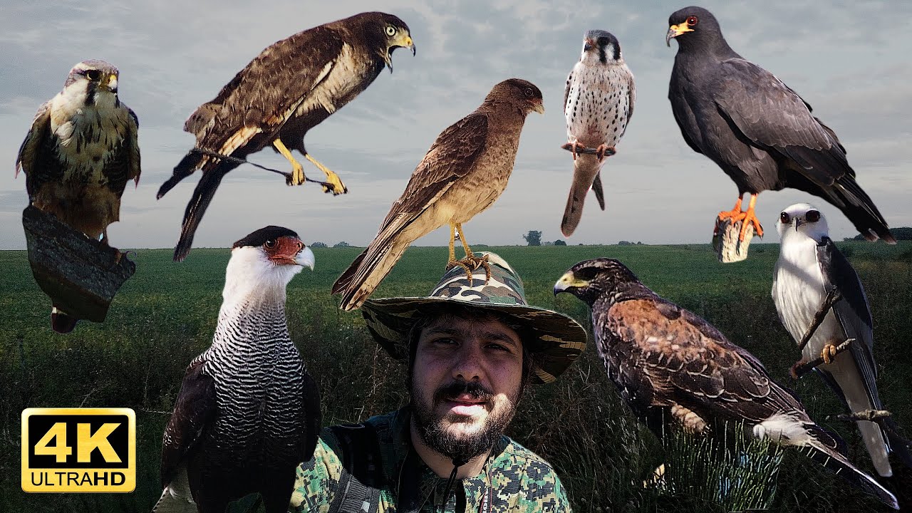 AVES RAPACES DEL CENTRO DE ARGENTINA | DATOS E INFO | PARTE 1