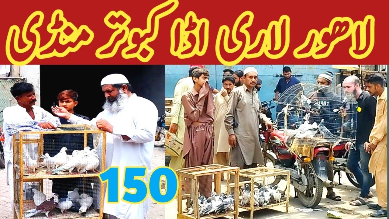150) Lahore lari ada kabootar mandi price | sunday pigeons bazar | کبوتر منڈی | ‎