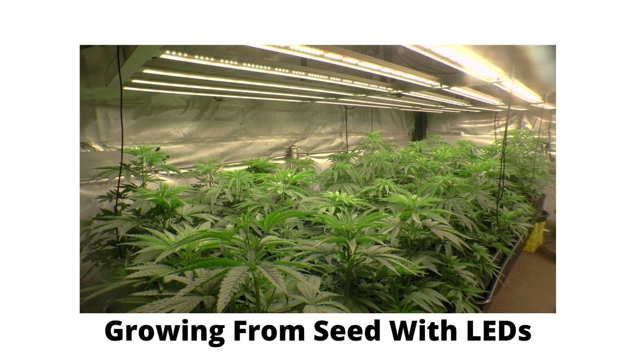 Starting Seeds With LEDs