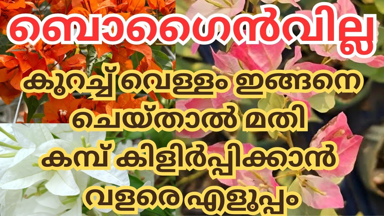 വേര് എളുപ്പത്തിൽ വരാൻ കുറച്ച് വെള്ളം എടുത്ത് ഇങ്ങനെ ചെയ്താൽ മതി#trending #gardening#bougainvillea 