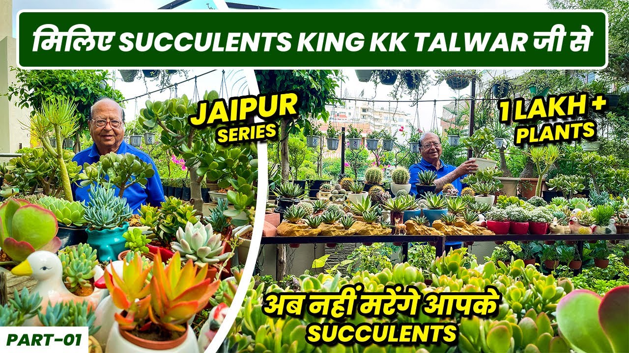 अब नहीं मरेंगे आपके सुकुलेंट्स 😯 | K.K Talwar Ji's Old & Beautiful Succulents Collections 😯 😯